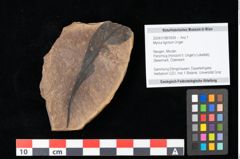 Foto (Objekt + Etikett) von Myrica lignitum Unger (NHMW-GEO-2024-0188-0634)